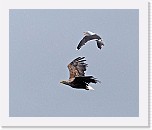merikotka3 ja lokki eagle and gull * 1604 x 1344 * (1.21MB)